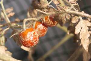 Bijele mušice i grinje: Mali, ali opasni štetnici u plasteniku