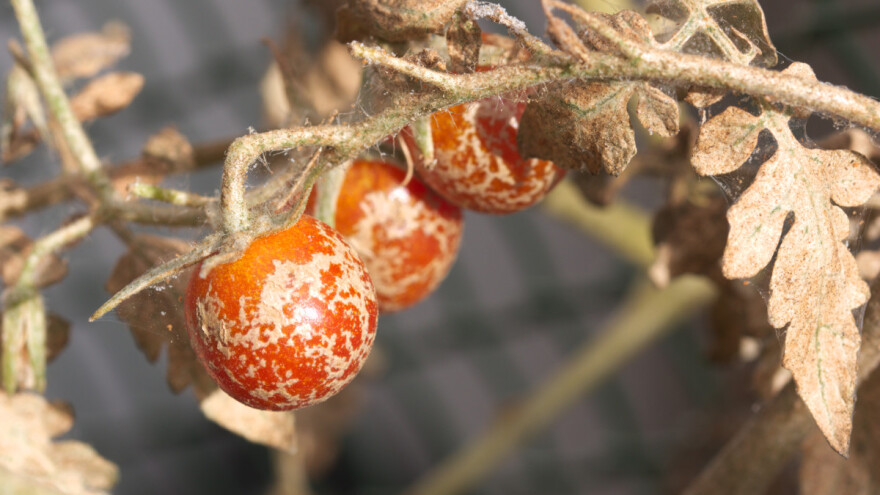 Bele mušice i grinje: Male, ali opasne štetočine u plasteniku