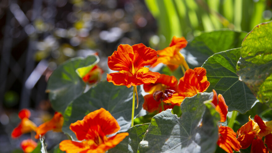 Dragoljub je prirodni insekticid? Evo još 7 razloga zašto ga uzgajati