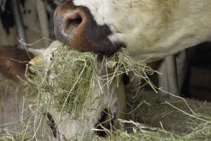 Krave hranjene ekstraktom čili papričice ispuštaju manje metana?