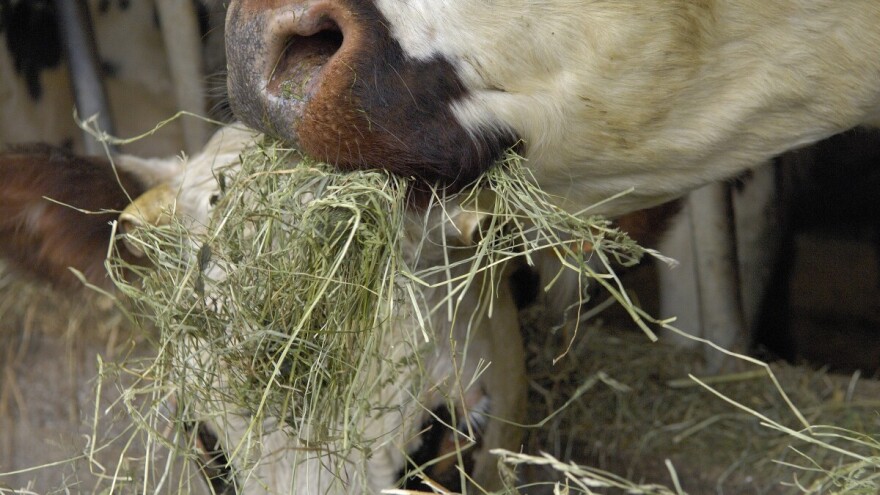 Krave hranjene ekstraktom čili papričice ispuštaju manje metana?