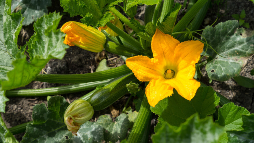 Za dobar urod tikvica: Berite ih redovito i zaštitite od bolesti i štetnika