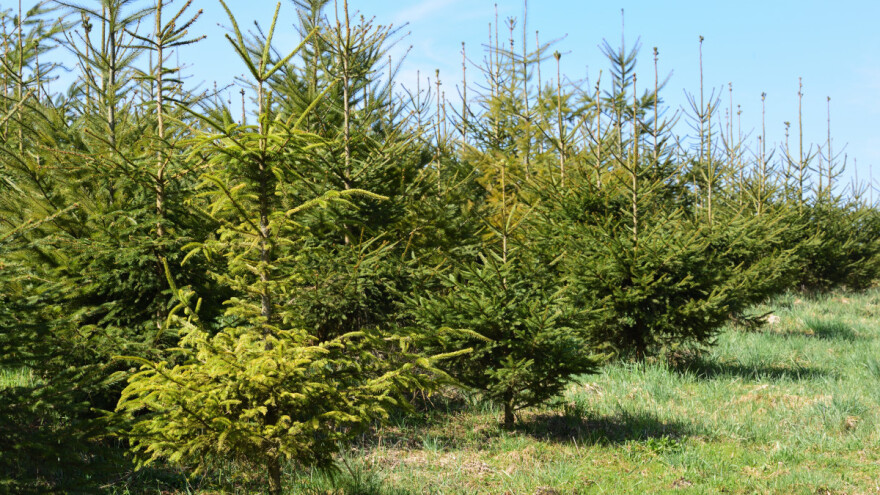 Božićne jelke u opasnosti zbog klimatskih promjena?