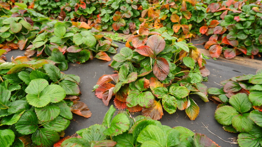 Kako spriječiti izmrzavanje jagode?