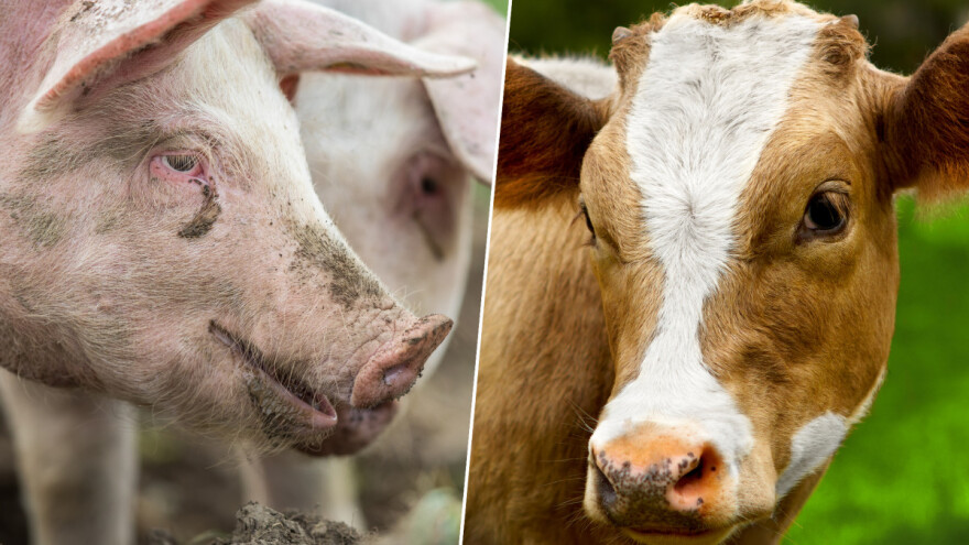 Sve je manje svinja i goveda u EU - gde su najveći gubici?