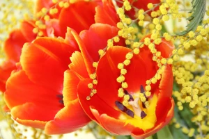 Zašto su mimoze simbol Dana žena, koje značenje nose lale, a gde su nestali karanfili?