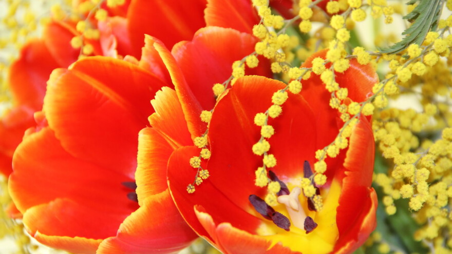 Zašto su mimoze simbol Dana žena, koje značenje nose tulipani, a gdje su nestali karanfili?