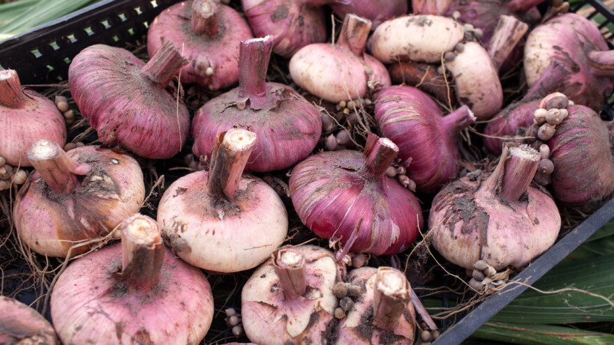 Vađenje i čuvanje lukovica gladiola