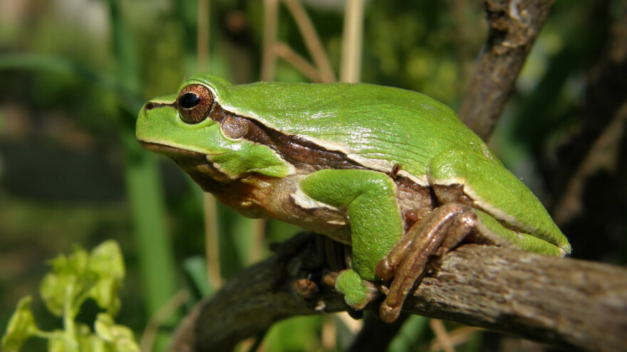 Žabe su čuvarice vrta i voćnjaka - evo 10 zanimljivosti o njima