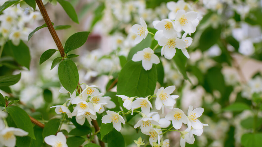 Pajasmin: Ukrasni žbun opojnog mirisa - kako do obilnog cvetanja?