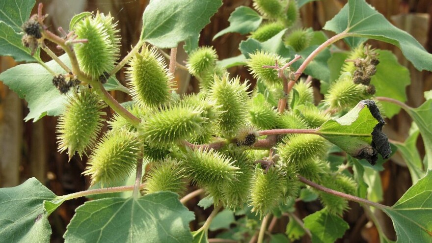 Koje korovske vrste su u ekspanziji u Vojvodini?