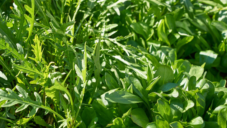 Posijte salate za berbu od kraja oktobra do početka maja