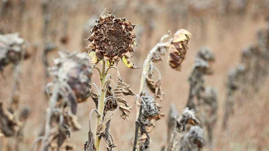 Historijska suša i požari haraju Francuskom