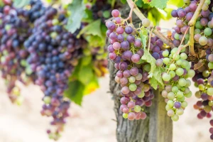 Usporavanje dozrevanja grožđa poboljšava kvalitet budućeg vina?