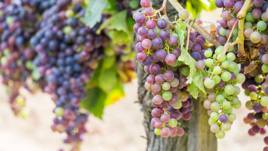 Usporavanje dozrevanja grožđa poboljšava kvalitet budućeg vina?