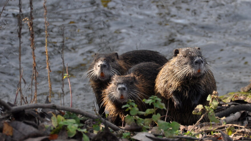 Nutrije se šire Evropom - slabe riječne nasipe i uništavaju usjeve