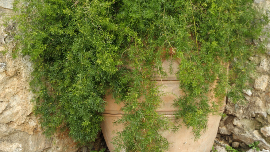 Kako presaditi i razmnožiti šparglu?