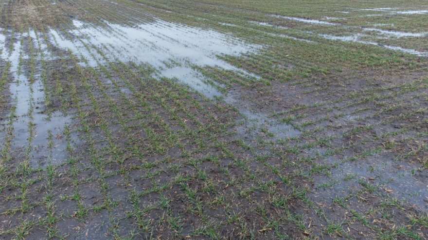 Ozime žitarice pate zbog obilnih kiša i nagle hladnoće