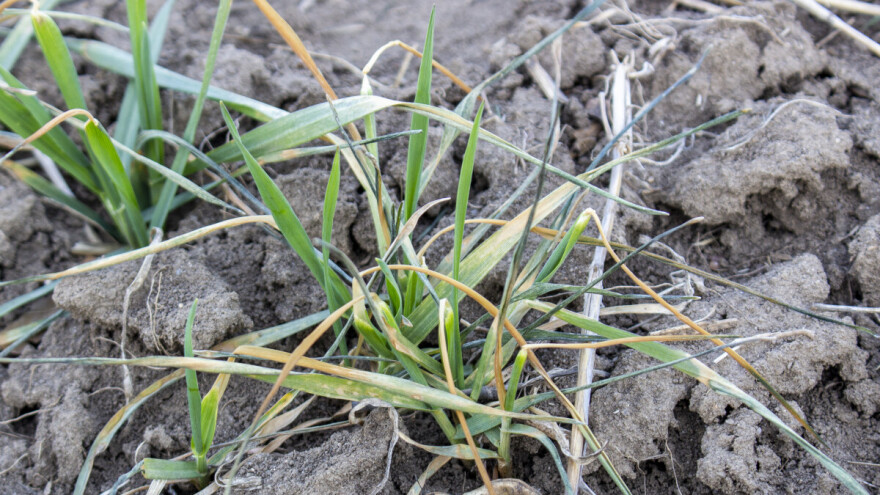 Zahlađenje i suša: Šta bi poljoprivredi doneo kolaps Golfske struje?