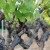Bolesti stabala vinove loze nanose velike ekonomske štete - pomoću gljivica do rešenja?