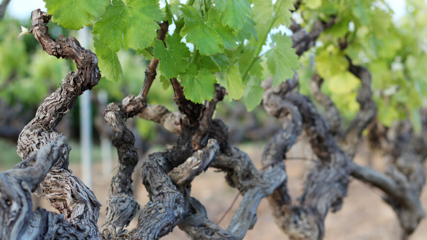 Bolesti debla vinove loze uzrokuju velike ekonomske štete - pomoću gljivica do rješenja?