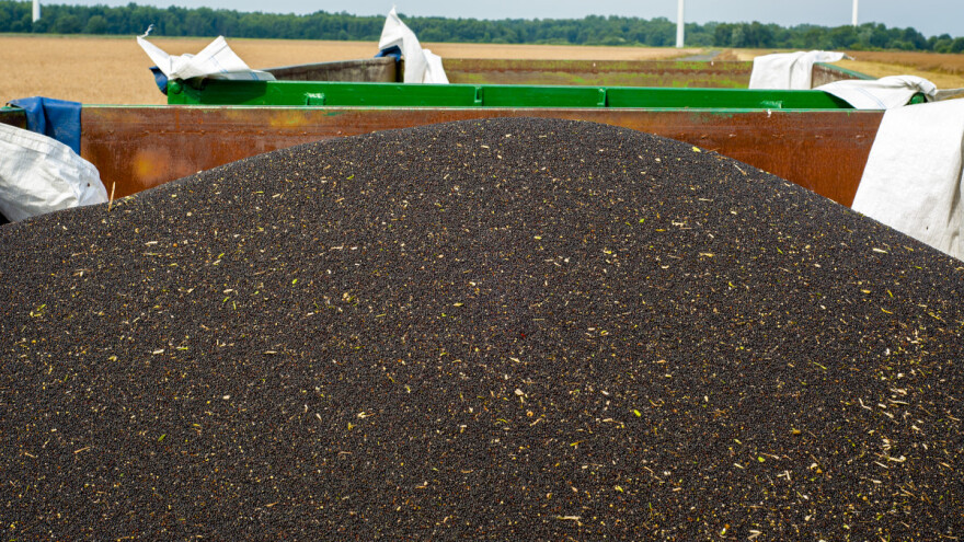 Rekordne cijene uljane repice u svijetu - tona skuplja od 700 eura?