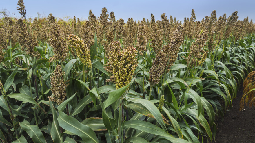 Sirak je otporan na sušu, a i dobra alternativna hrana za svinje