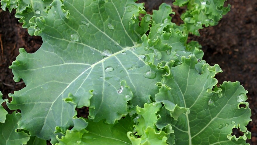 Stočni kelj ima više prednosti - zašto ga sejati?