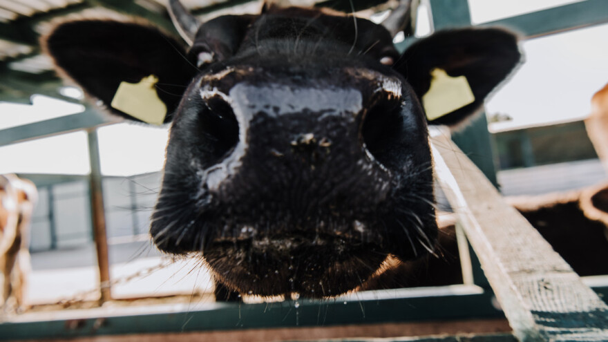 Pojačavaju zaštitu od bolesti slinavke i šapa - novozelandska Vlada jača biosigurnost