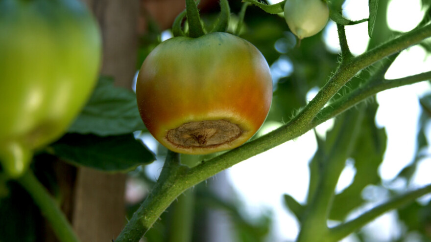 Što je vršna trulež i kako ju spriječiti?