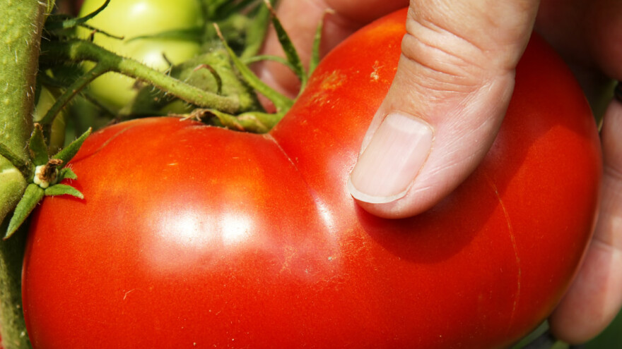 Zašto je unutrašnjost rajčice bijela - evo četiri uzroka
