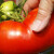 Zašto je unutrašnjost paradajza bela - evo četiri uzroka