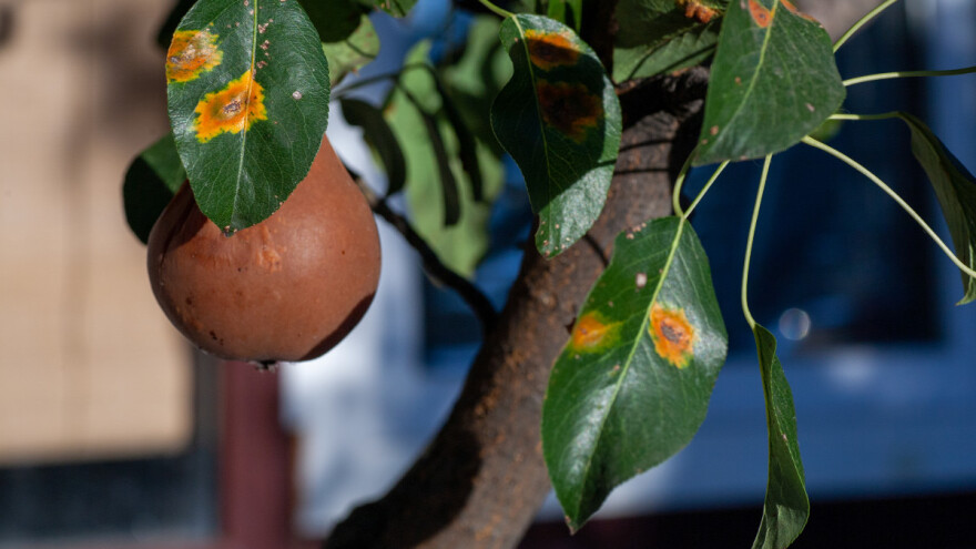 Rđa kruške: Kako prepoznati simptome i koje su mere suzbijanja?