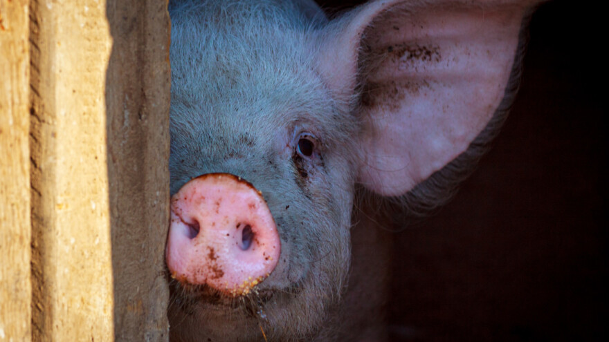 Braća pretukla lopova dok je krao svinje pa svi završili u policiji