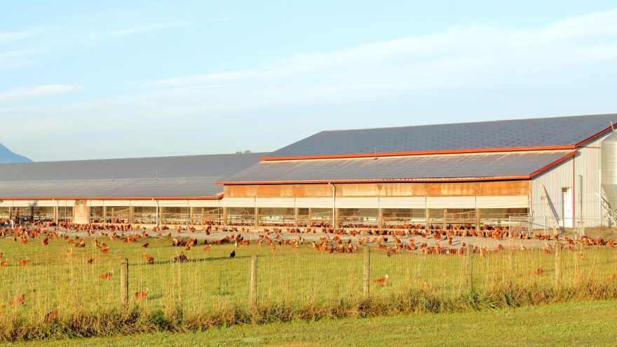 Ptičja gripa: Virus bio prisutan cijelo ljeto - što donosi jesen?