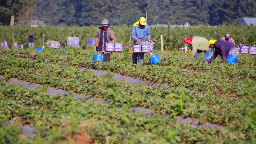 Po korpici jagoda zarade 21 cent, ni osam odsto od maloprodajne cene
