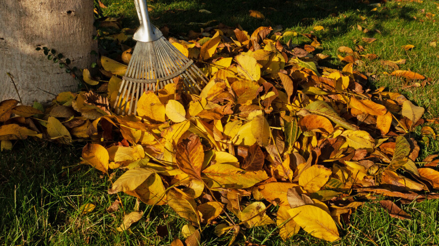 Može li se kompostirati lišće oraha?
