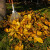 Može li se kompostirati lišće oraha?