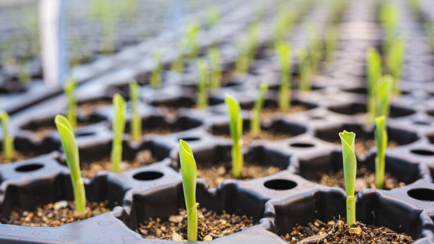 Nove genomske tehnike su neizbježne da bi se smanjila upotreba pesticida?