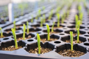 Nove genomske tehnike su neizbežne da bi se smanjila upotreba pesticida?