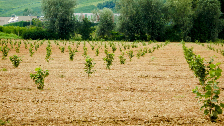 Jesenja sadnja leske: Pazite na položaj i obezbedite navodnjavanje