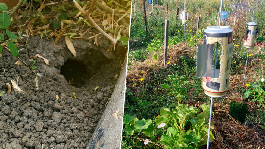 Proverena dva načina koja će oterati krtice, voluharice i miševe