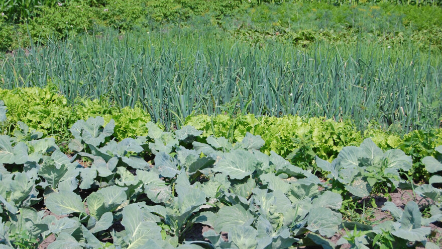 Evo tablice dobrih i loših susjeda u vrtu