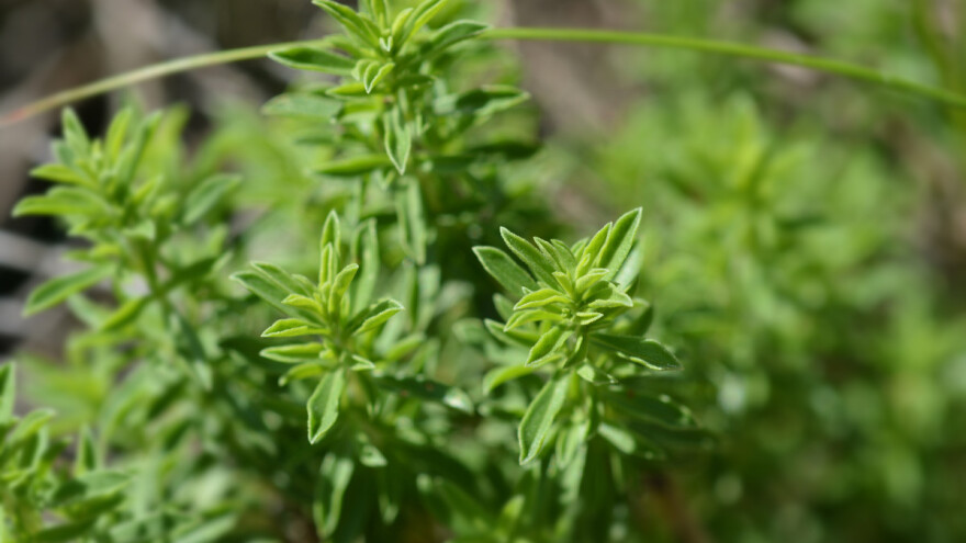 Kako se seje čubar?