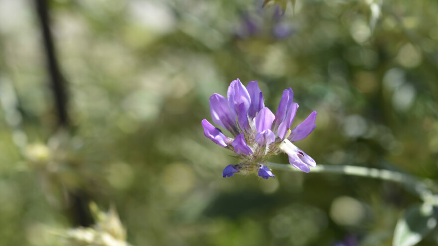 Otporna na sušu: Tedera je kvalitetna hrana za koze i ovce