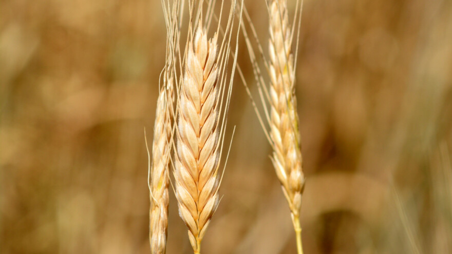 Jednozrnac - raste tamo gde pšenica ne može