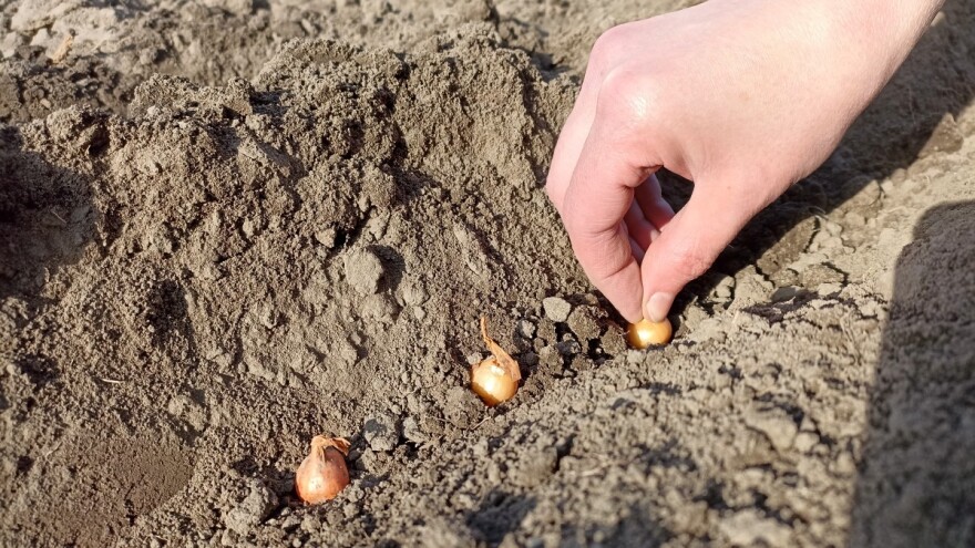 Jesenja setva luka - iza kojih kultura ga ne treba sejati?