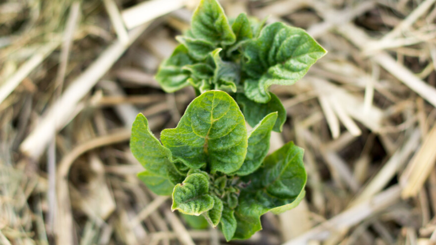 Što se može uzgajati na balama slame?