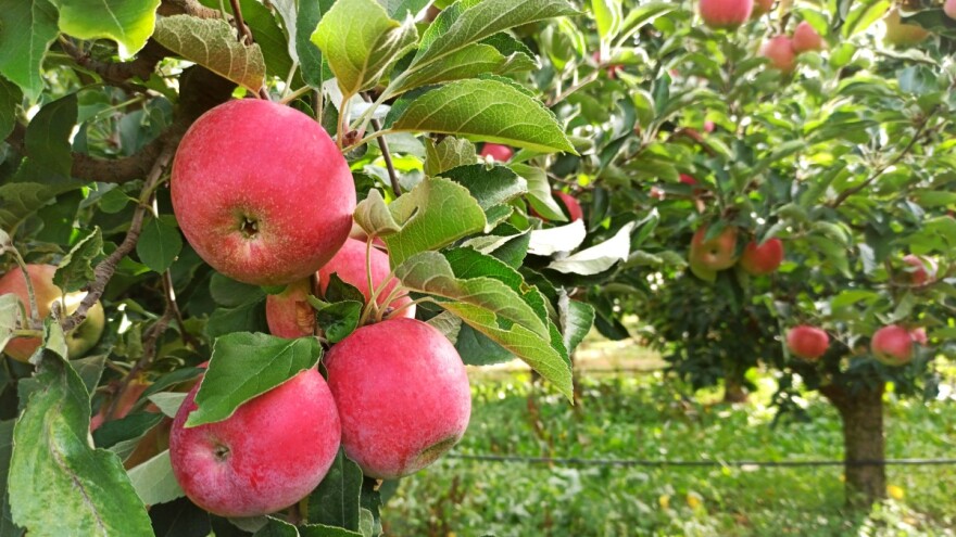 Tko je proljetos prorijedio jabuke danas ima kvalitetne plodove