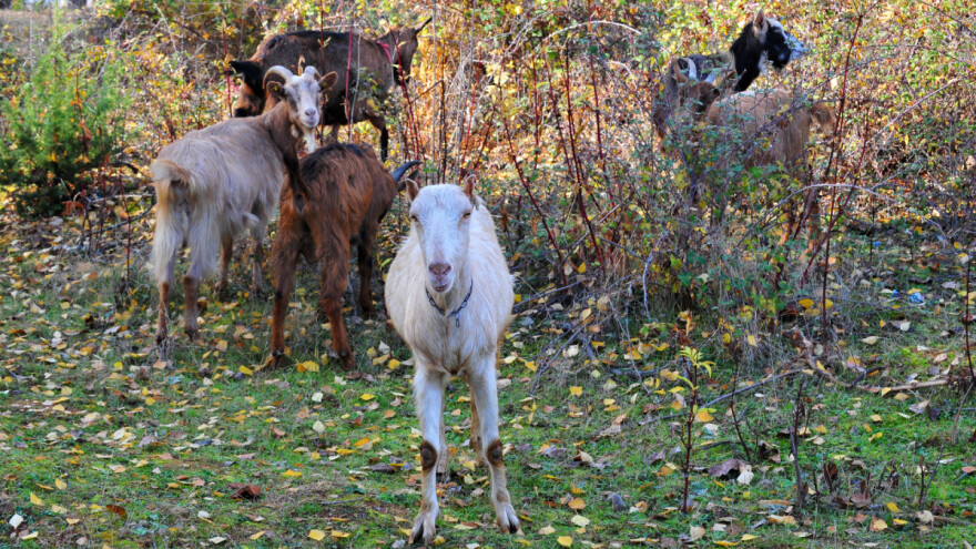 Kozama protiv požara: U nekim se zemljama za ovu aktivnost dobije i naknada